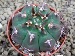 Gymnocalycium vatteri unguispinum, pot 5,5 cm - 12398357