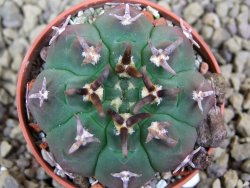 Gymnocalycium vatteri unguispinum, pot 5,5 cm - 12398358