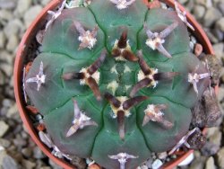 Gymnocalycium vatteri unguispinum, pot 5,5 cm - 12398359