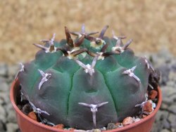 Gymnocalycium vatteri unguispinum, pot 5,5 cm - 12398361