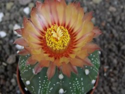 Astrophytum  asterias X red flower oibo akabana, pot 5,5 cm - 12398375