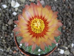 Astrophytum  asterias X red flower oibo akabana, pot 5,5 cm - 12398376