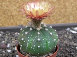 Astrophytum  asterias X red flower oibo akabana, pot 5,5 cm - 12398377