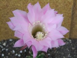 Echinopsis hybrid pot 7 cm - 12398379