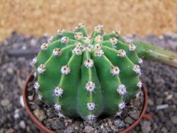 Echinopsis hybrid pot 7 cm - 12398380