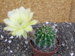 Echinopsis hybrid pot 7 cm - 12398381