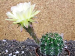 Echinopsis hybrid pot 7 cm - 12398383