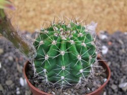 Echinopsis hybrid pot 7 cm - 12398384