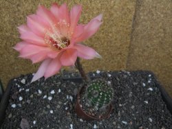 Echinopsis hybrid pot 7 cm - 12398393