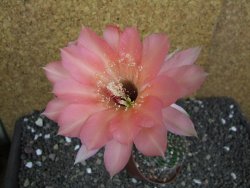 Echinopsis hybrid pot 7 cm - 12398394