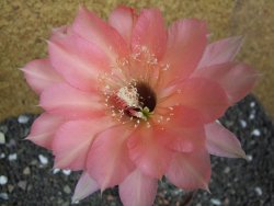 Echinopsis hybrid pot 7 cm