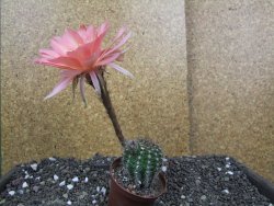 Echinopsis hybrid pot 7 cm - 12398396