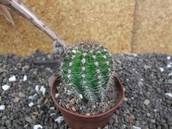 Echinopsis hybrid pot 7 cm - 12398397