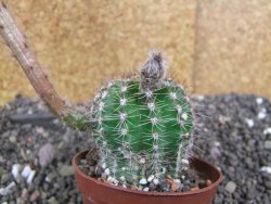 Echinopsis hybrid pot 7 cm - 12398398