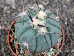 Echinocactus horizonthalonius Castaňas, pot 5,5 cm