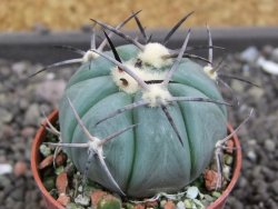 Echinocactus horizonthalonius Castaňas, pot 5,5 cm - 12398400