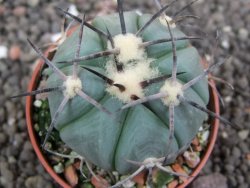 Echinocactus horizonthalonius Castaňas, pot 5,5 cm - 12398401