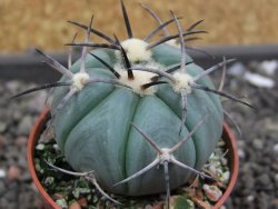 Echinocactus horizonthalonius Castaňas, pot 5,5 cm - 12398402