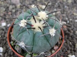 Echinocactus horizonthalonius Castaňas, pot 5,5 cm