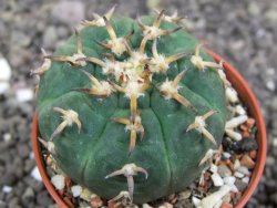 Gymnocalycium spegazzinii unguispinum, pot 5,5 cm - 12398413