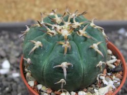 Gymnocalycium spegazzinii unguispinum, pot 5,5 cm - 12398414