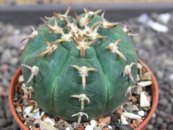 Gymnocalycium spegazzinii unguispinum, pot 5,5 cm - 12398415