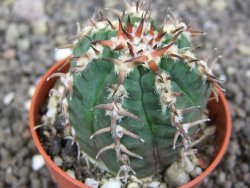 Gymnocalycium spegazzinii unguispinum, pot 5,5 cm - 12398416