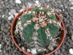 Gymnocalycium spegazzinii unguispinum, pot 5,5 cm