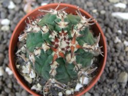 Gymnocalycium spegazzinii unguispinum, pot 5,5 cm - 12398418