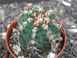 Gymnocalycium spegazzinii unguispinum, pot 5,5 cm - 12398419