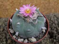 Lophophora fricii pot 7 cm