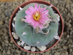 Lophophora fricii pot 7 cm - 12398421