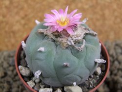 Lophophora fricii pot 7 cm - 12398422