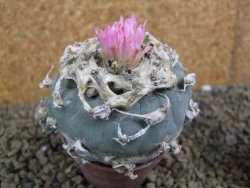 Lophophora fricii pot 7 cm - 12398425