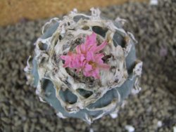 Lophophora fricii pot 7 cm - 12398426