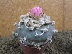 Lophophora fricii pot 7 cm - 12398427