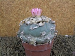 Lophophora fricii pot 7 cm - 12398428