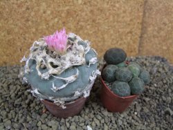 Lophophora fricii pot 7 cm - 12398429