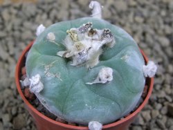 Lophophora difusa Rio Blanco, pot 5,5 cm