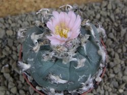 Lophophora williamsii Sra d l Paila, pot 6,5 cm - 12398434