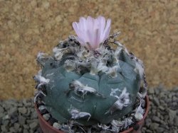 Lophophora williamsii Sra d l Paila, pot 6,5 cm - 12398435