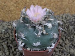 Lophophora williamsii Sra d l Paila, pot 6,5 cm - 12398436