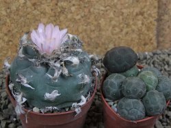 Lophophora williamsii Sra d l Paila, pot 6,5 cm - 12398438