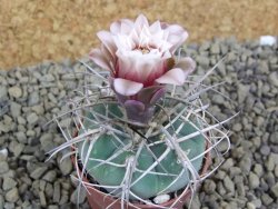 Gymnocalycium cardenasianum JO 604 pot 5,5 cm