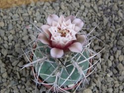 Gymnocalycium cardenasianum JO 604 pot 5,5 cm - 12398445