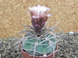 Gymnocalycium cardenasianum JO 604 pot 5,5 cm - 12398446