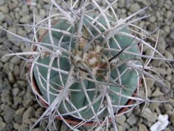 Gymnocalycium cardenasianum JO 604 pot 5,5 cm - 12398447