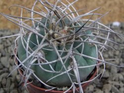 Gymnocalycium cardenasianum JO 604 pot 5,5 cm - 12398448