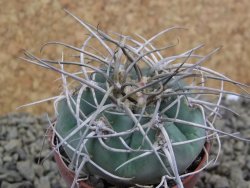 Gymnocalycium cardenasianum JO 604 pot 5,5 cm - 12398449