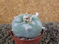 Lophophora difusa Rio Blanco, pot 5,5 cm - 12398450